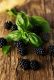 Blackberry & Basil Parfümöl